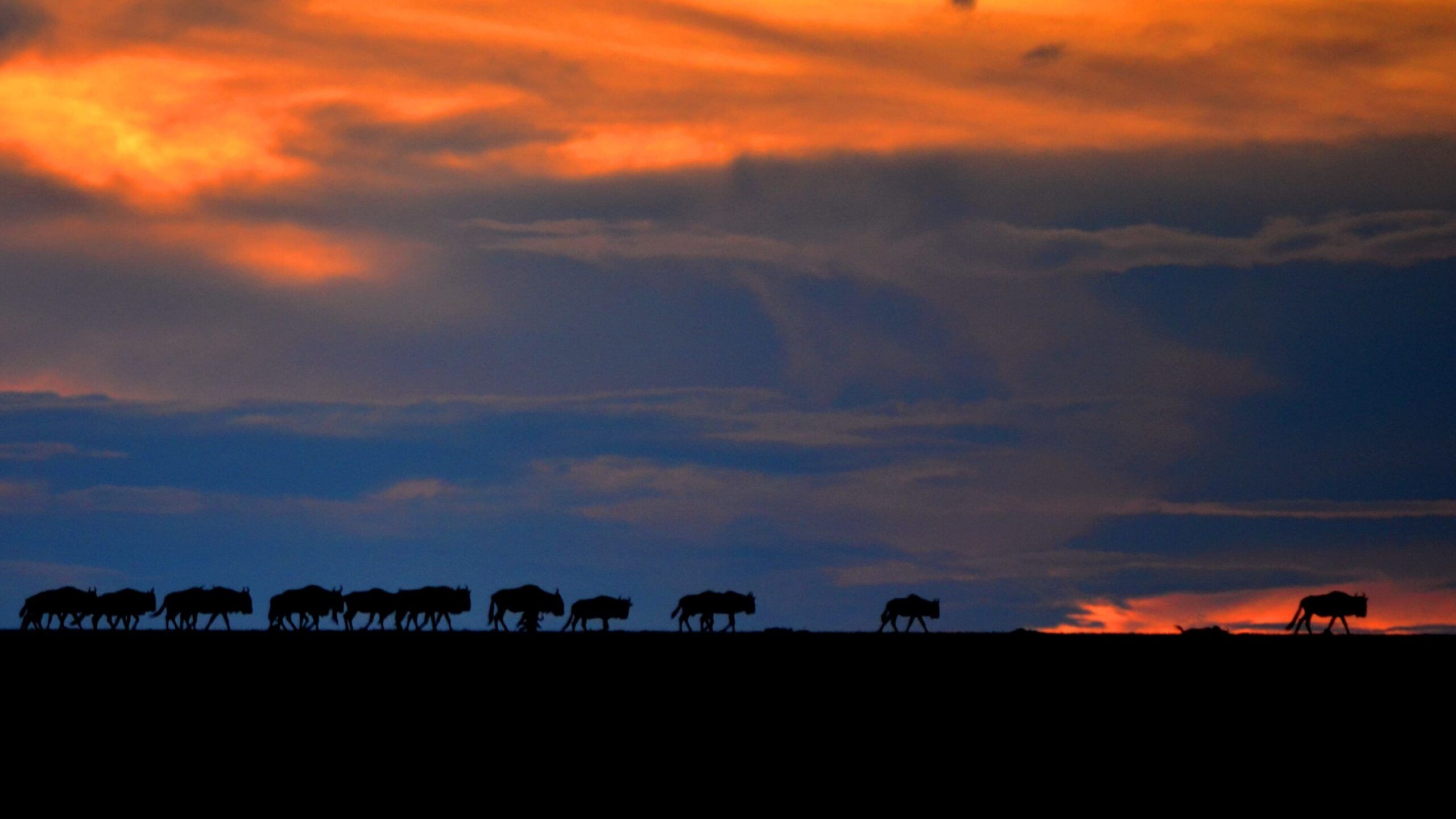 nus_naboisho_samaki_safaris