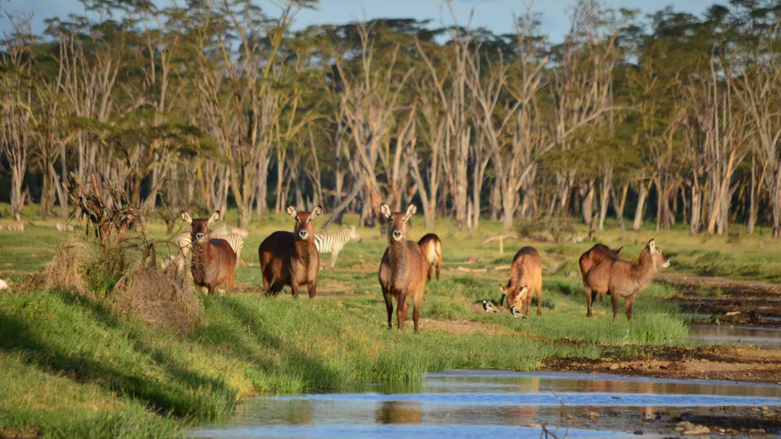 Parques nacionales de Kenia, Lago Nakuru