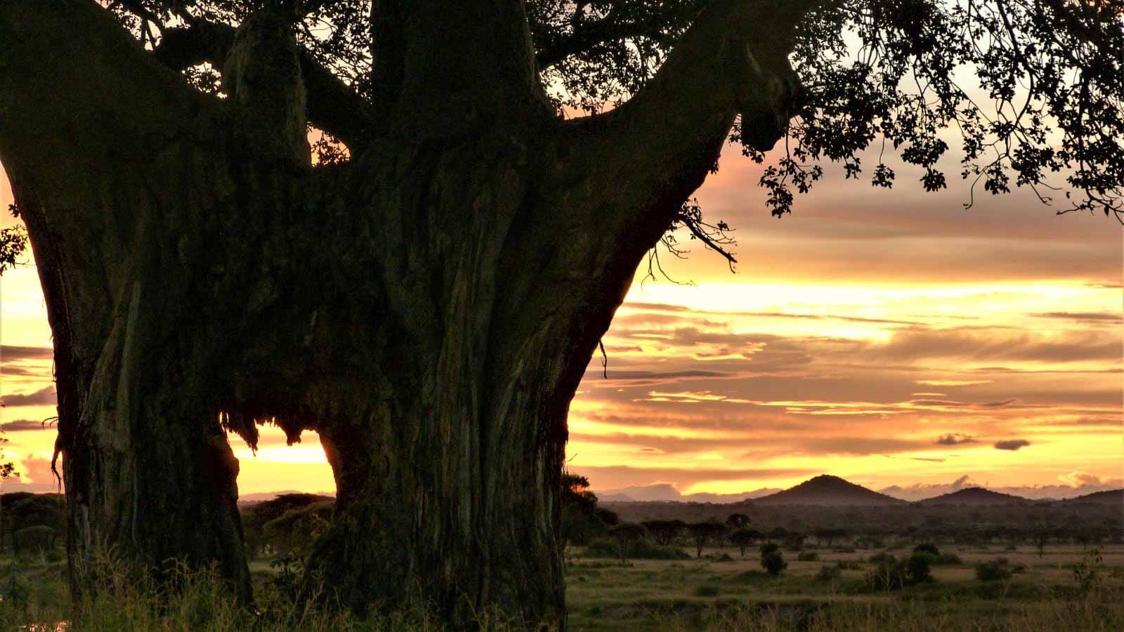 los_mejores_parques_del_sur_de_tanzania