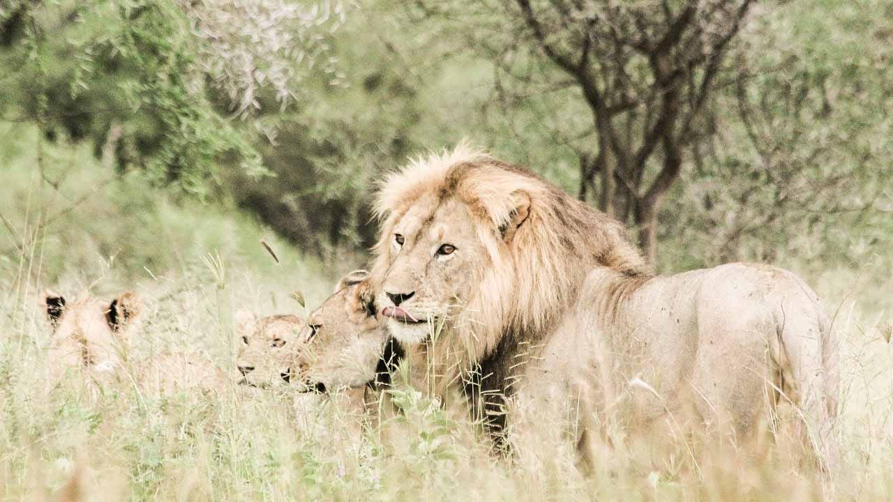 paques_nacionales_de_tanzania_tarangire_leones