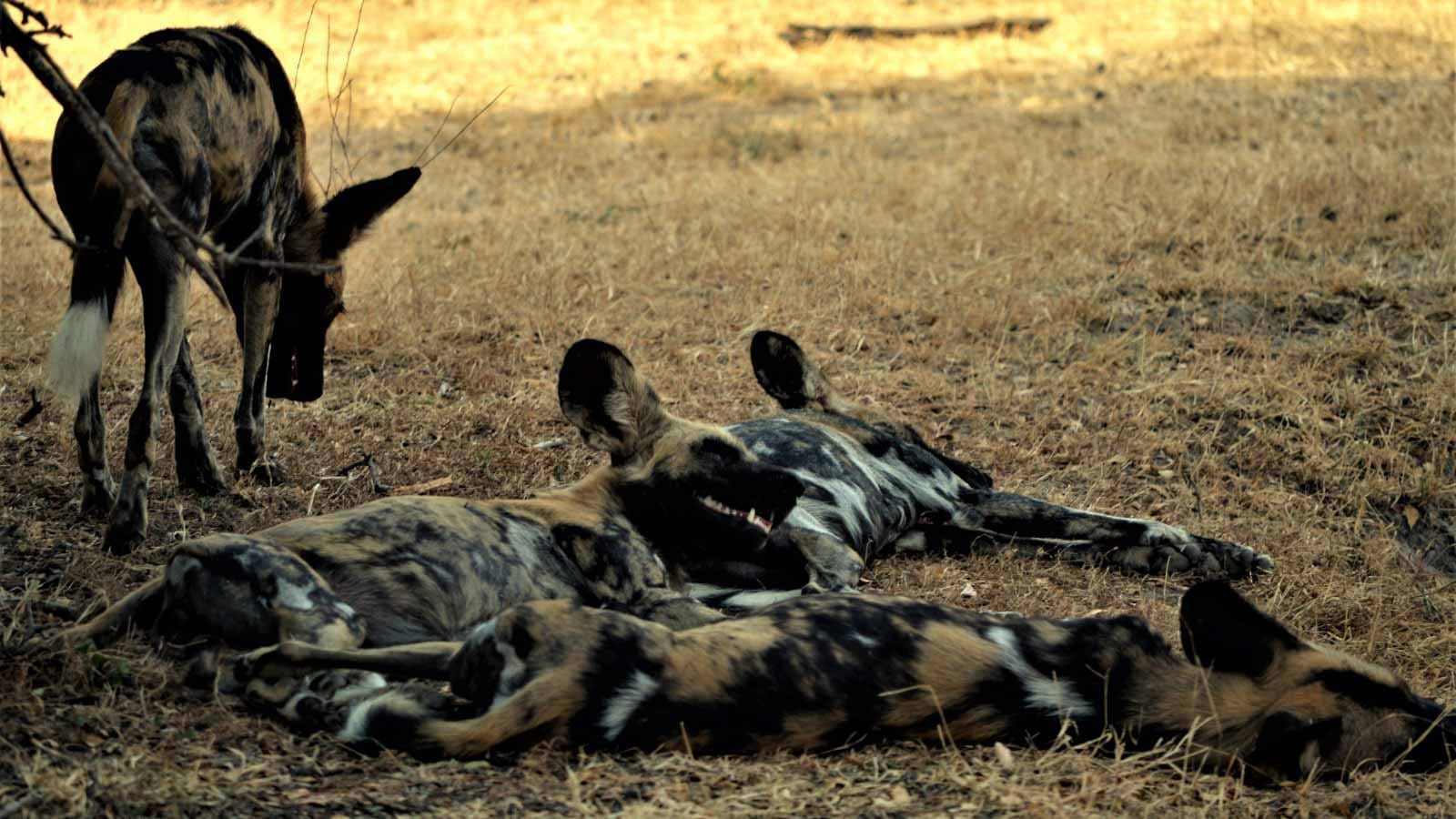viajes_a_tanzania._nyerere_national_park_hienas