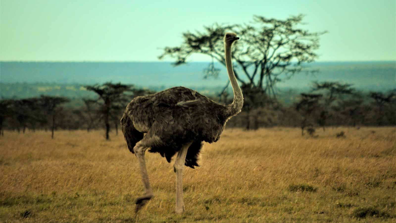 viajes_exclusivos_y_sostenibles_en_kenia_avestruz