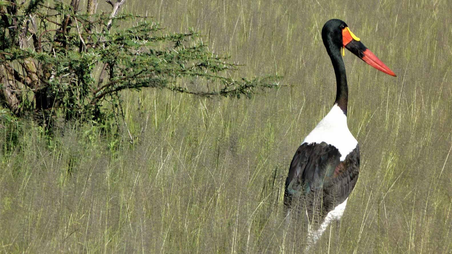 mejore_epoca_para_viajar_a_ruaha_tanzania_jaribu