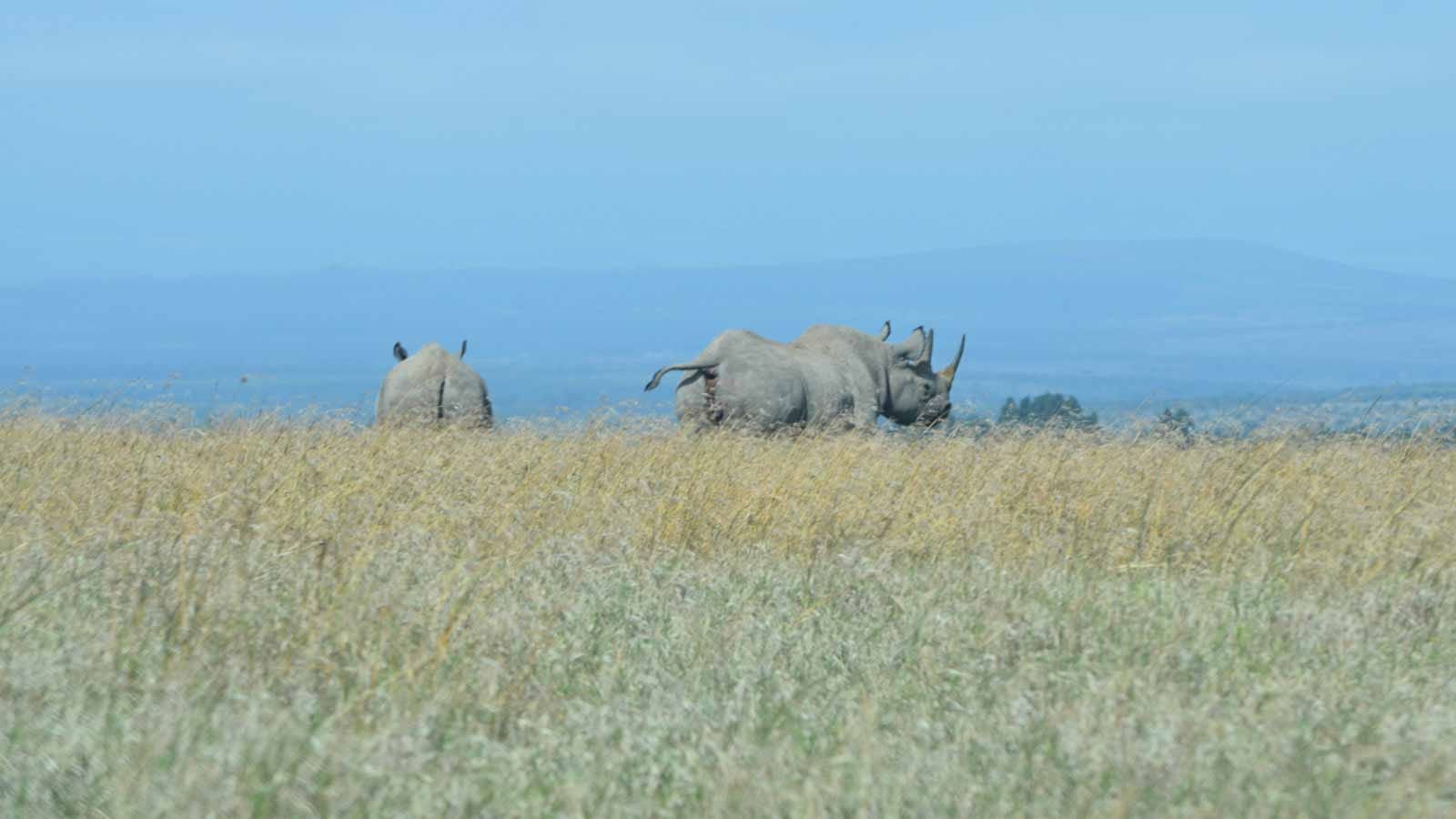 rinocerontes_en_kenia_santurario_ol_pejeta