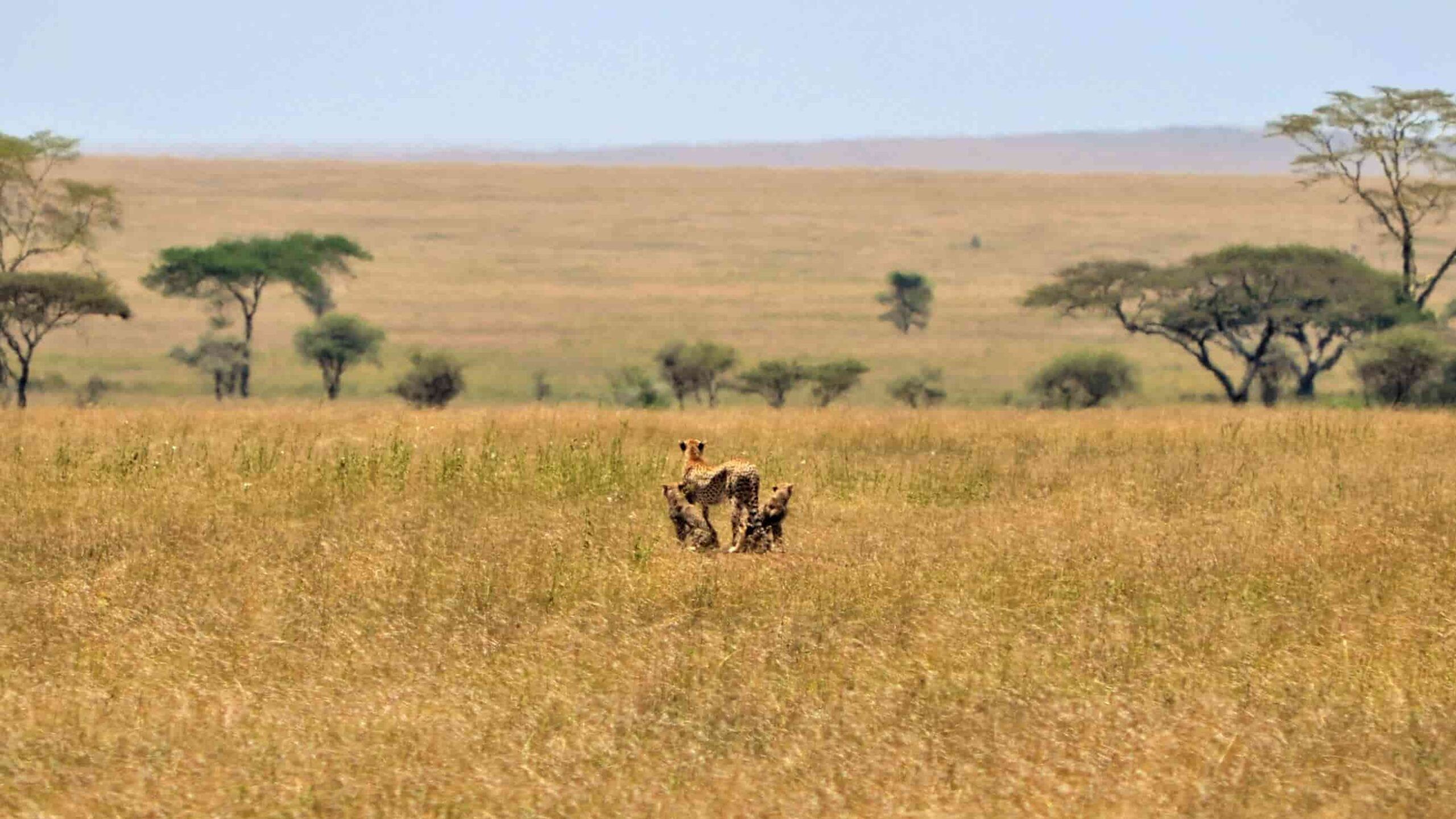 safari_en_las_llanuras_del_serengeti_guepardos