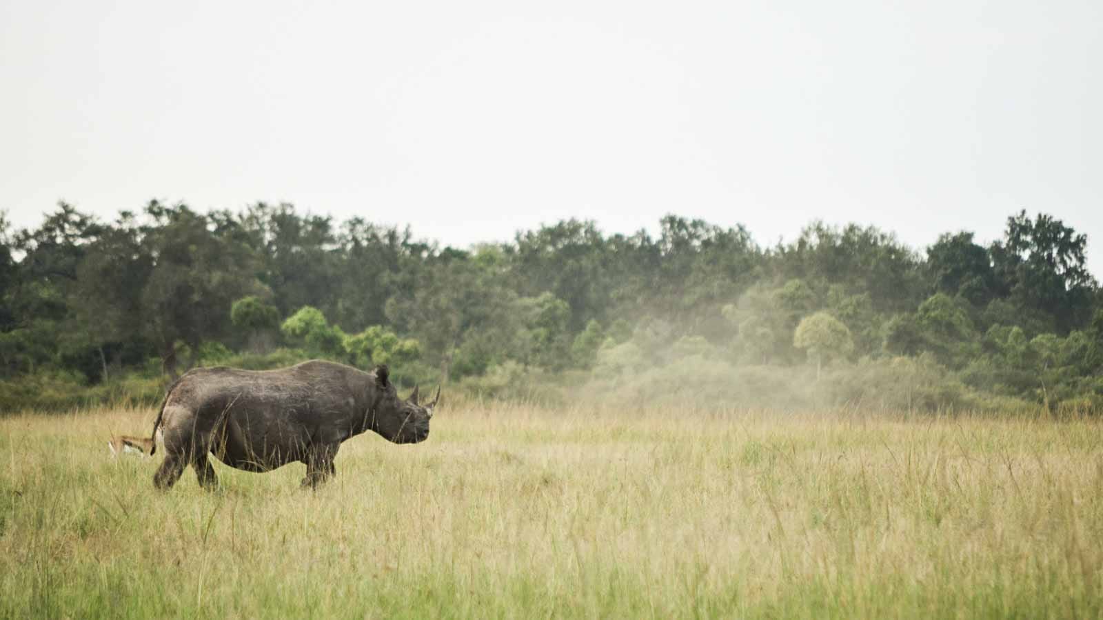 rinocerontes_en_masai_mara