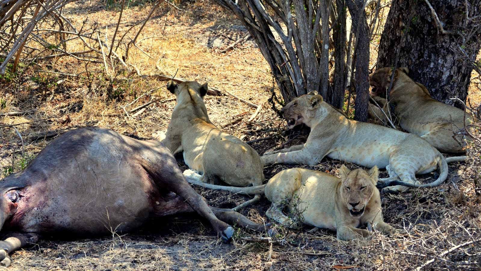 leones_en_un_safari_en_la_reserva_de_selous