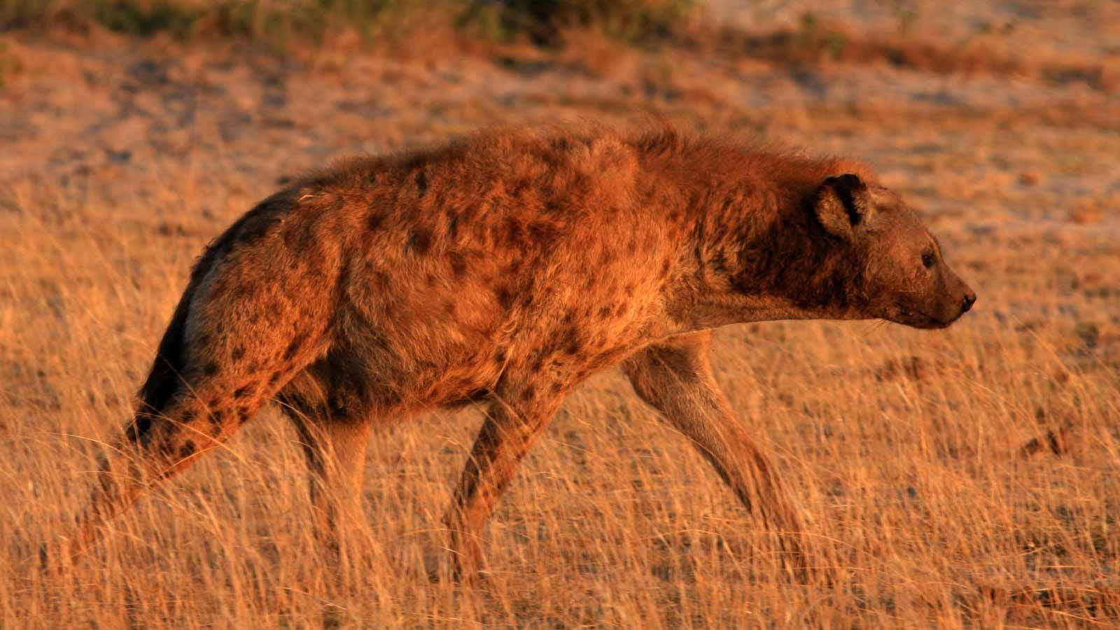 safaris_de_premium_en_kenia_buffalo_springs_hiena