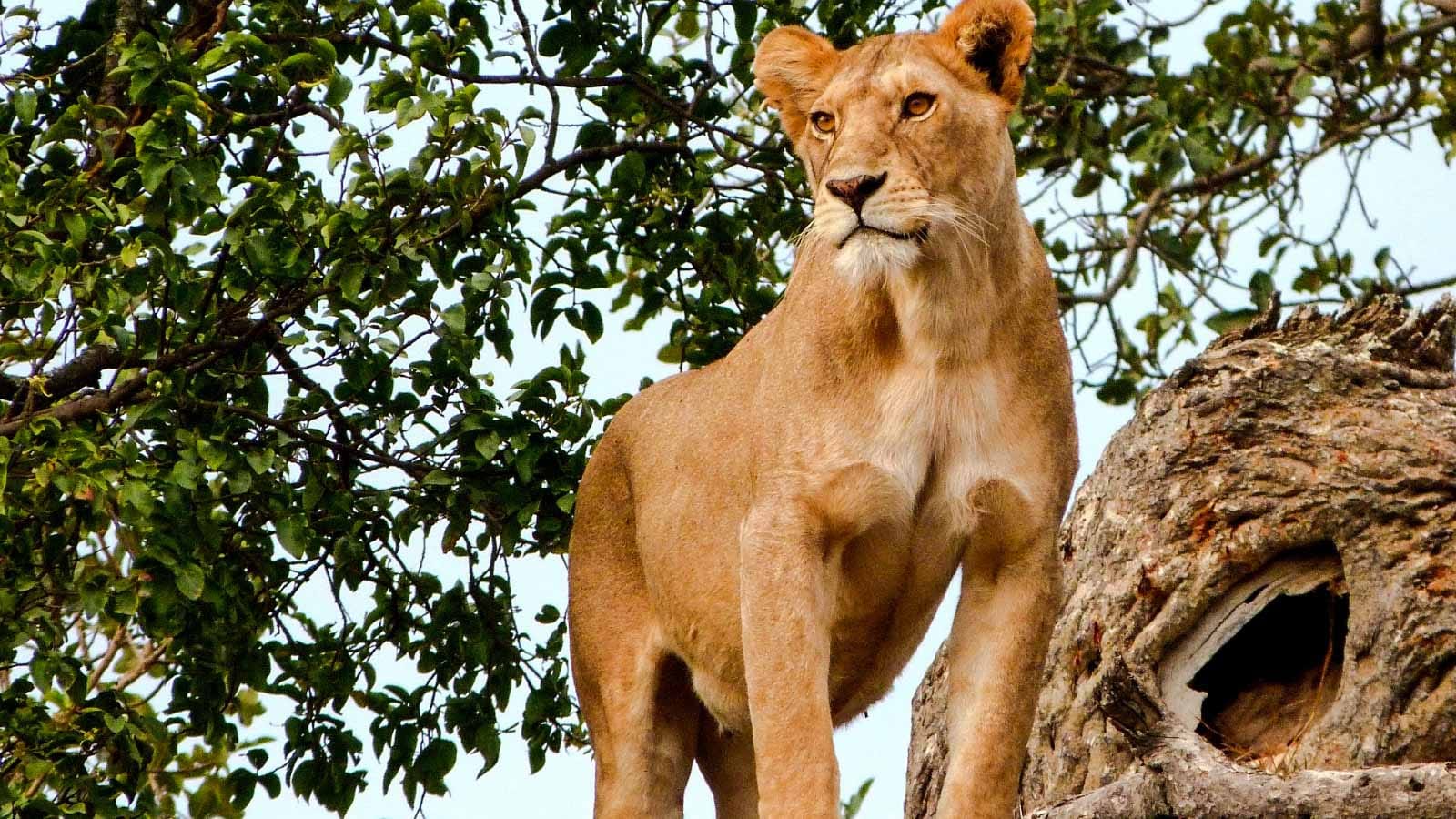safaris_y_tours_en_espanol_en_el_serengeti_leon