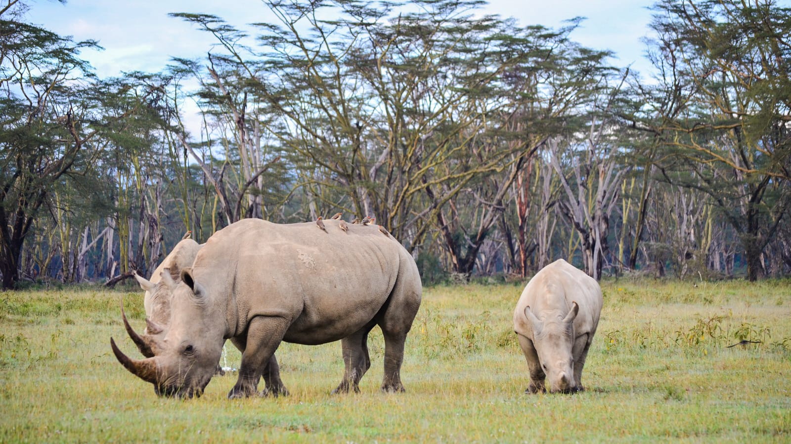 rinocerontes_blancos_en_nakuru_national_park