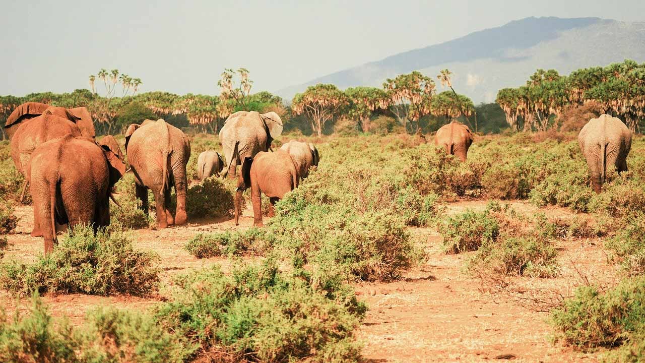 elefantes_en_kenia._reserva_de_samburu