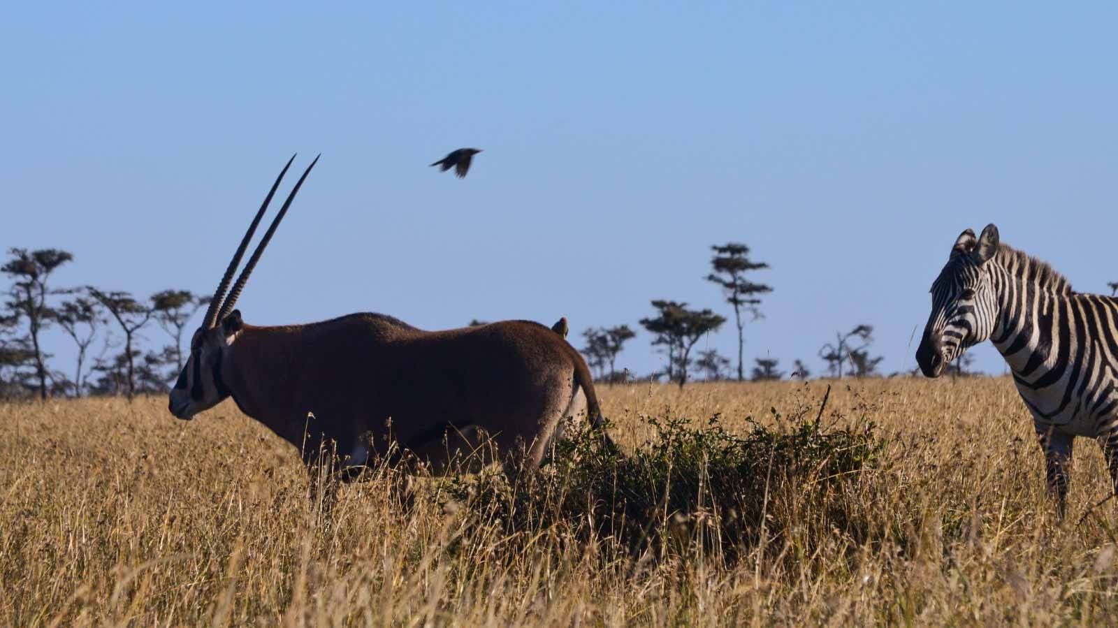 toda_la_fauna_de_kenia_en_tu_viaje_ol_pejeta