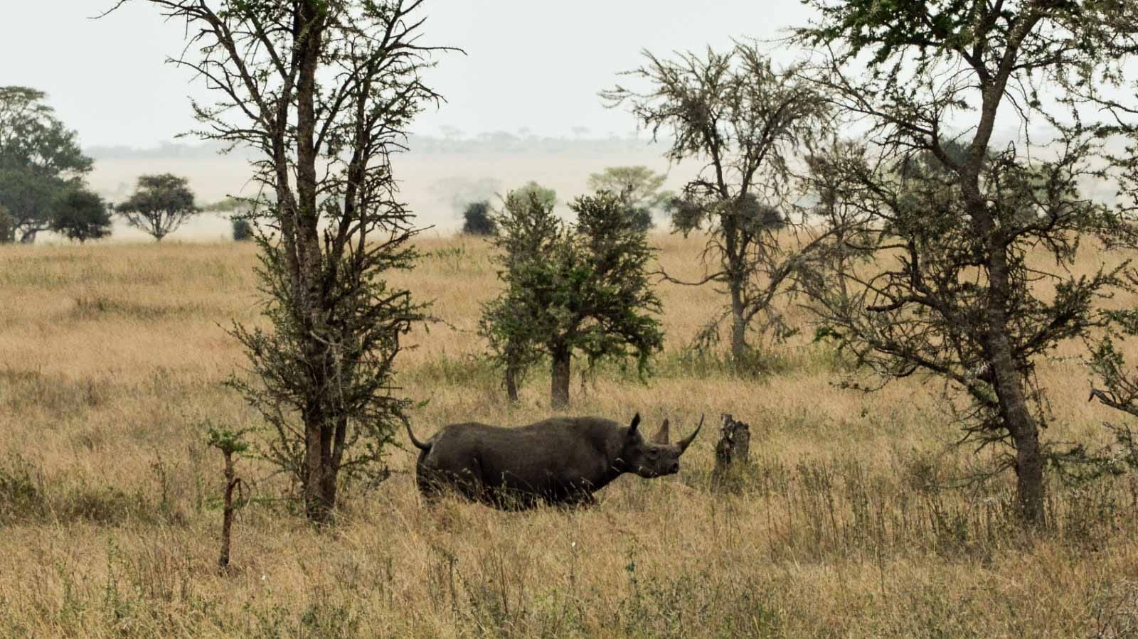 ver_rinocerontes_en_el_serengeti_samaki_safaris
