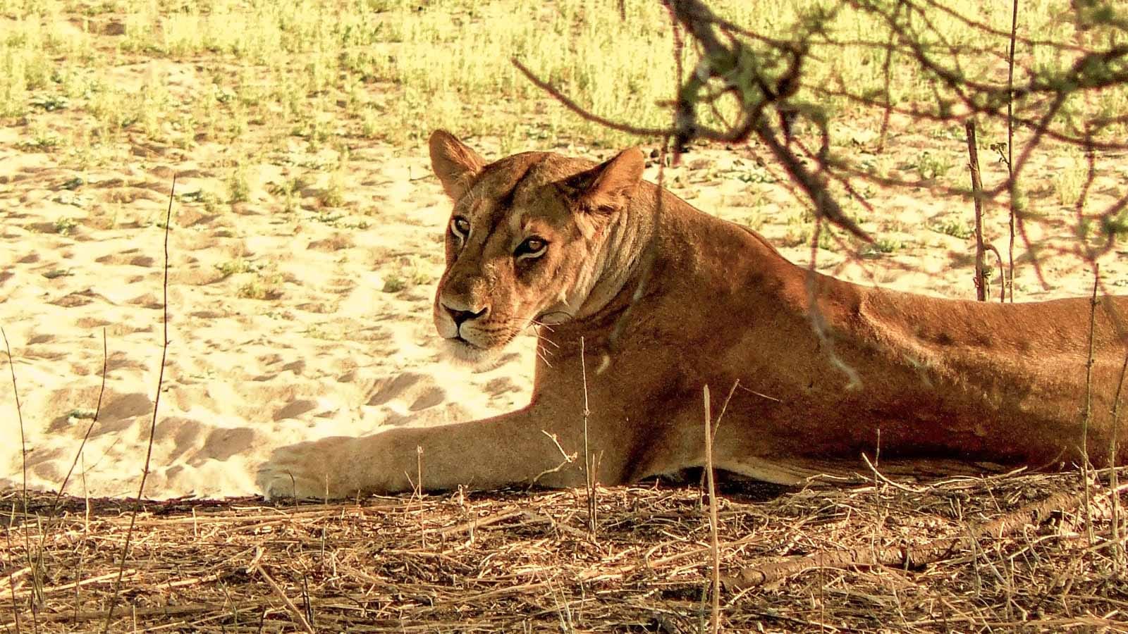 safaris_en_el_sur_de_tanzania_ruaha_national_park_leona