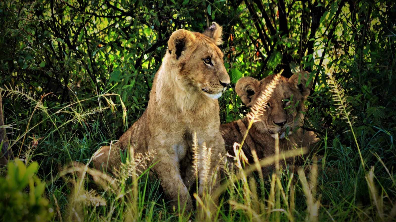 tours_y_safaris_en_el_norte_de_tanzania_manyara_leones