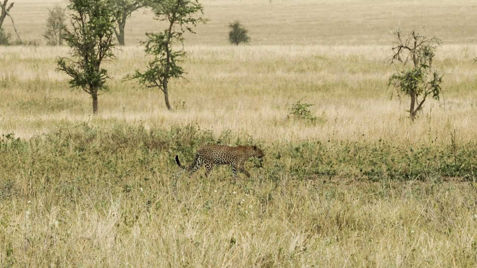 tours_y_safaris_en_tanzania_serengeti_national_park_guepardo
