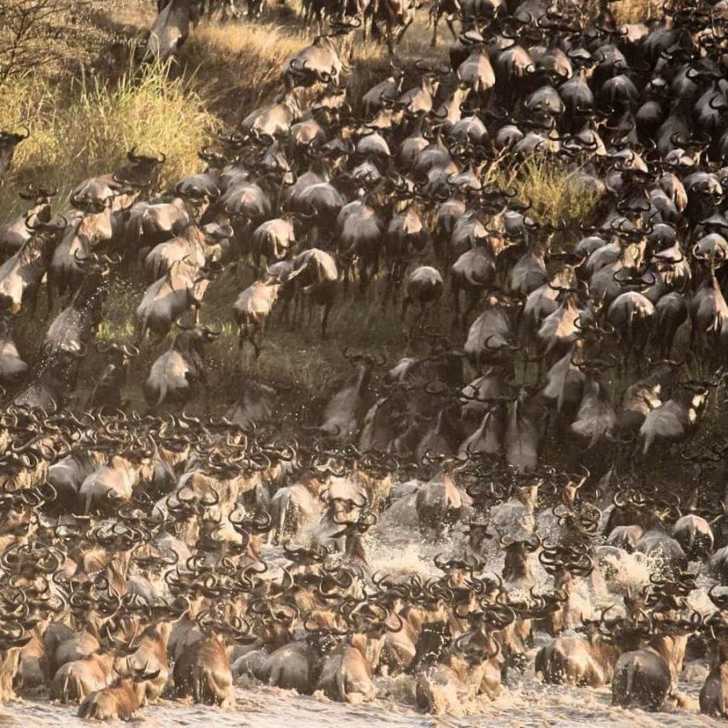 Gran Migración_cuadrada