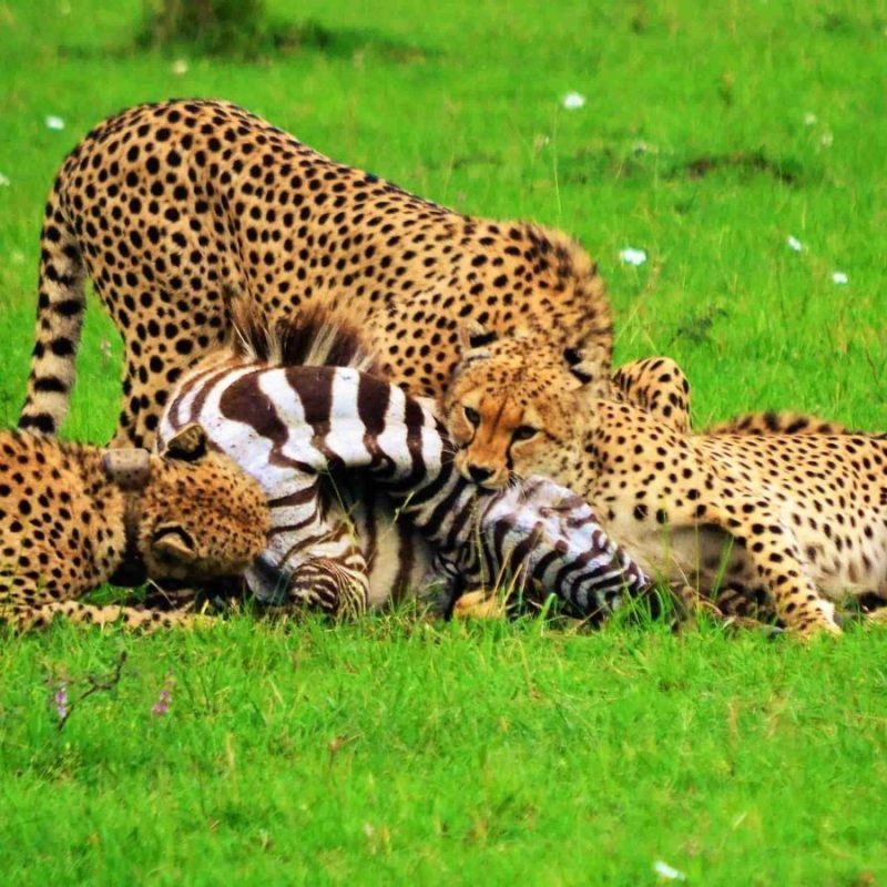 mara-guepardos-cebra-cuadrada