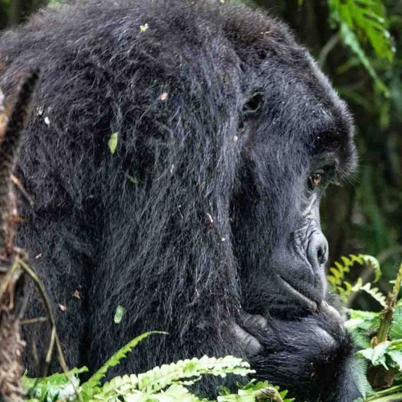 gorilla-uganda
