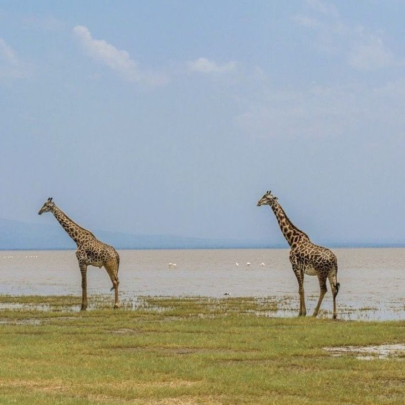 Jirafas en Tanzania