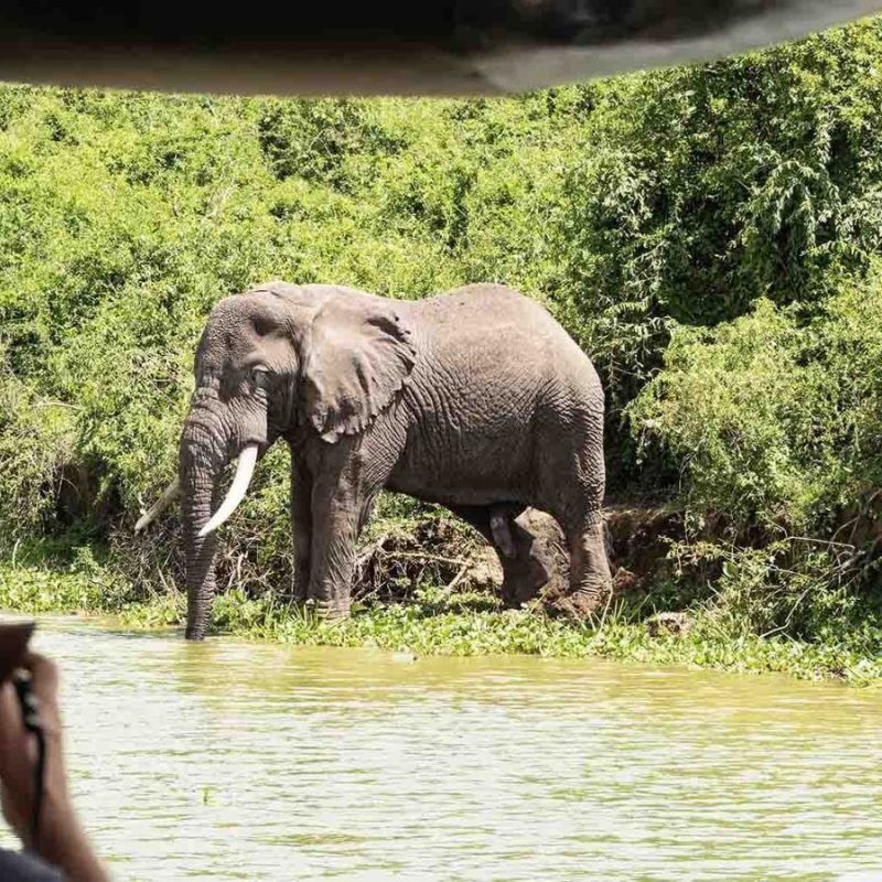 kazinga-elefantes-uganda