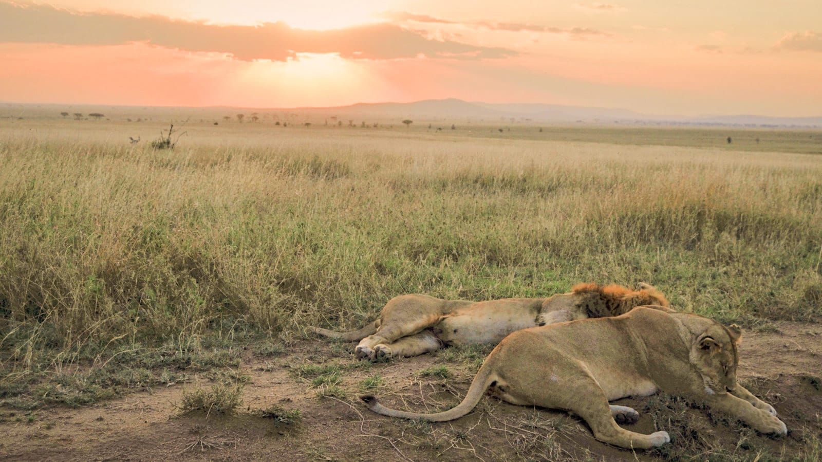 Leones en el Serengeti Samaki Safaris