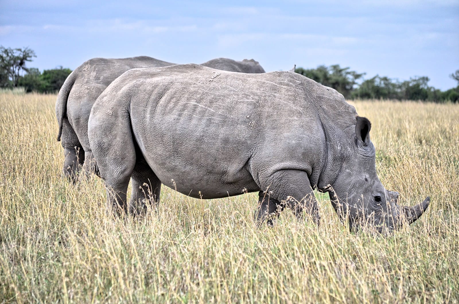 rinocerontes_OlPejeta_o Nakuru