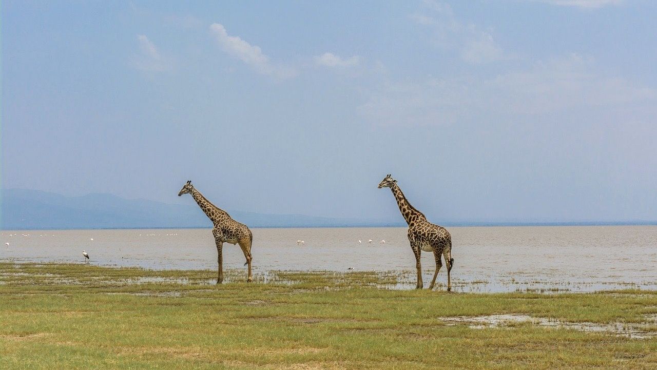 jirafas manyara