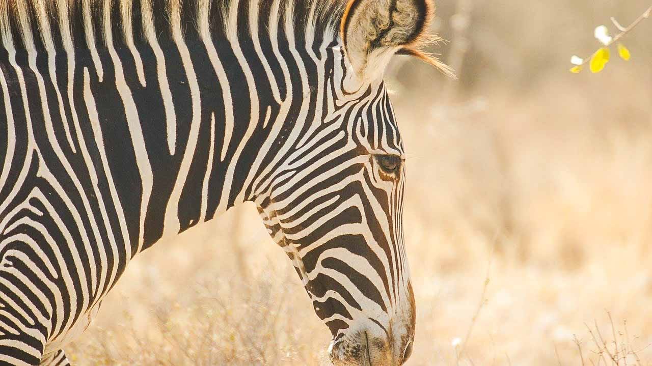 cebra_en_safari_por_samburu