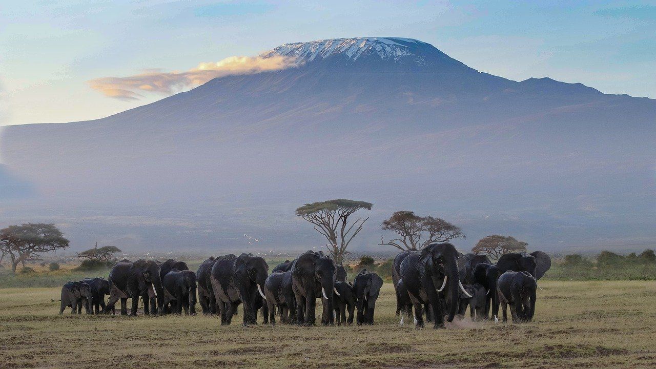 elefantes_kilimanjaro