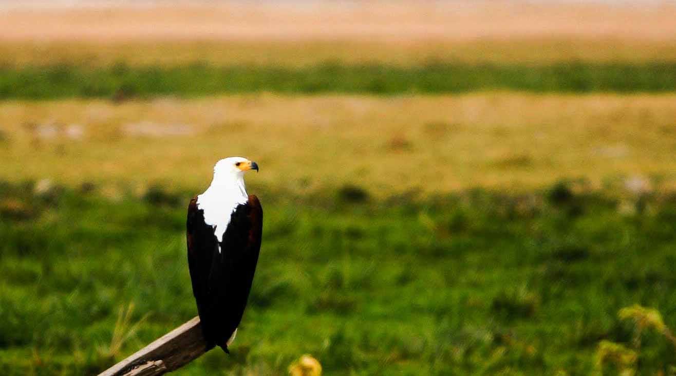 fauna_de_amboseli_national_park_0
