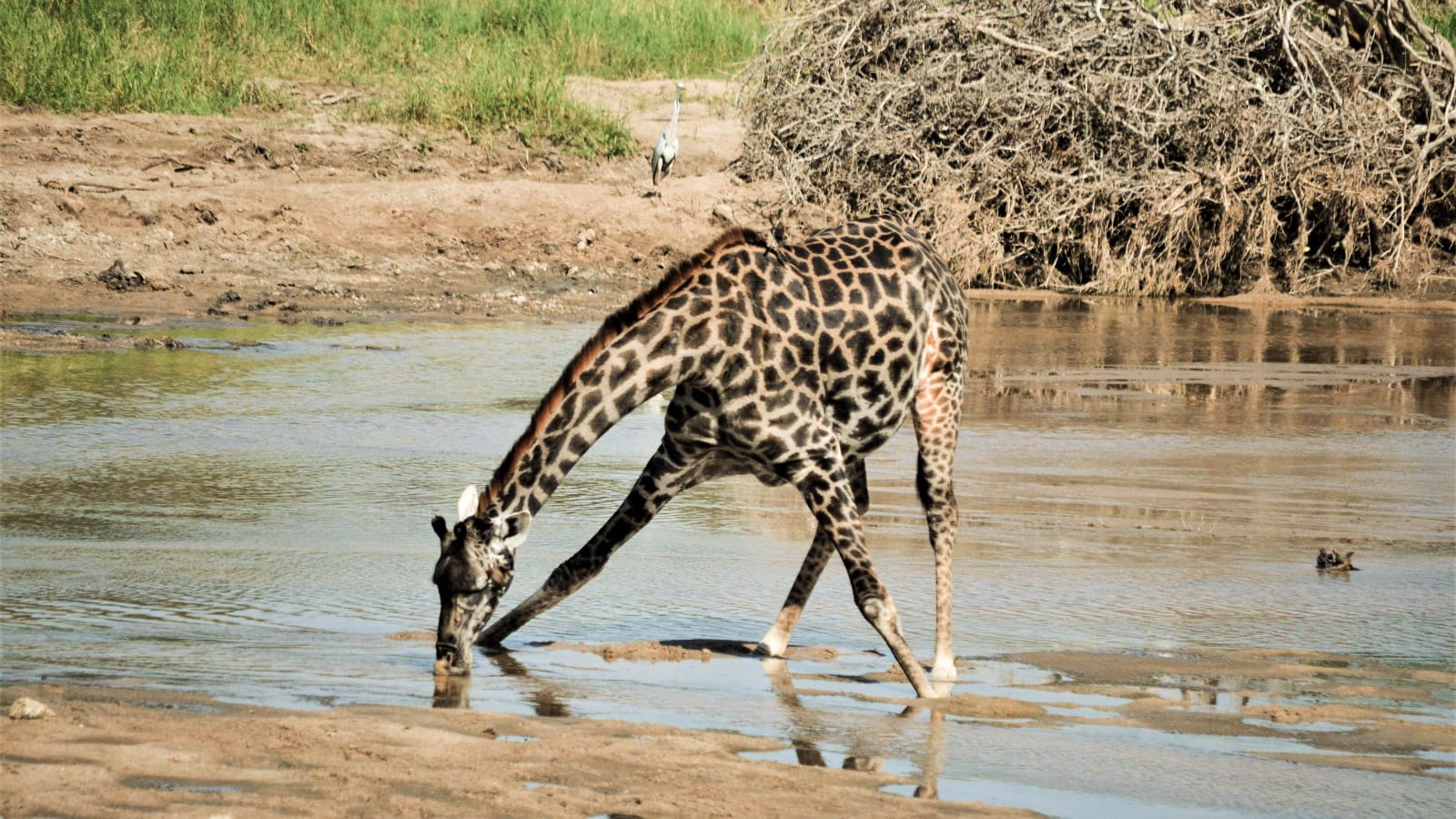 jirafa_en_tarangire