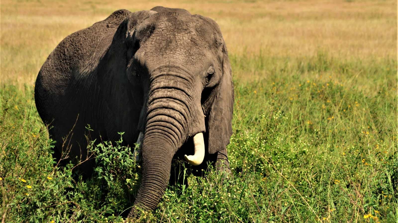 ol_pejeta_conservancy_en_tu_safari_elefante