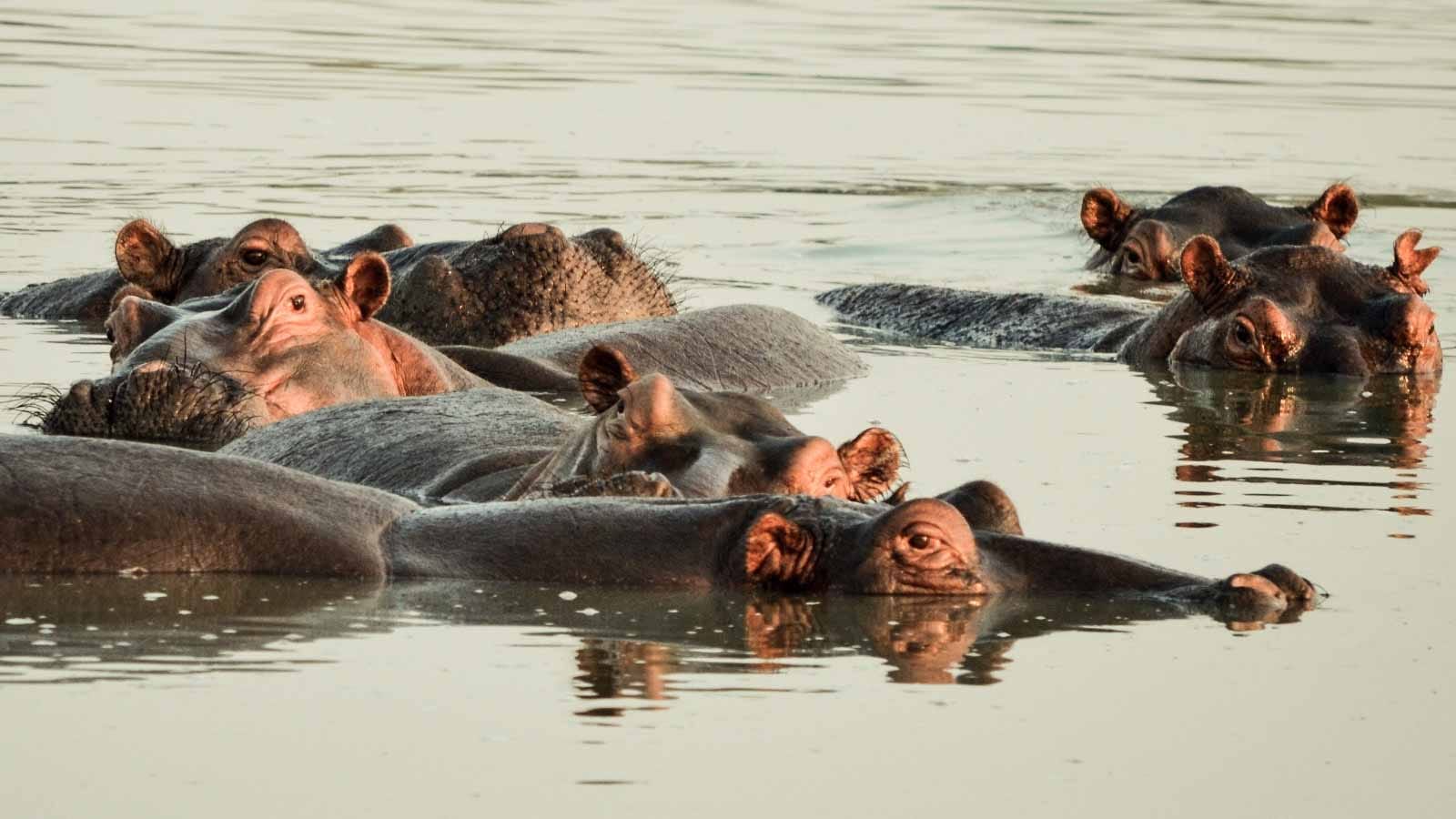 los_mejores_safaris_en_kenia_naivasha_hipos