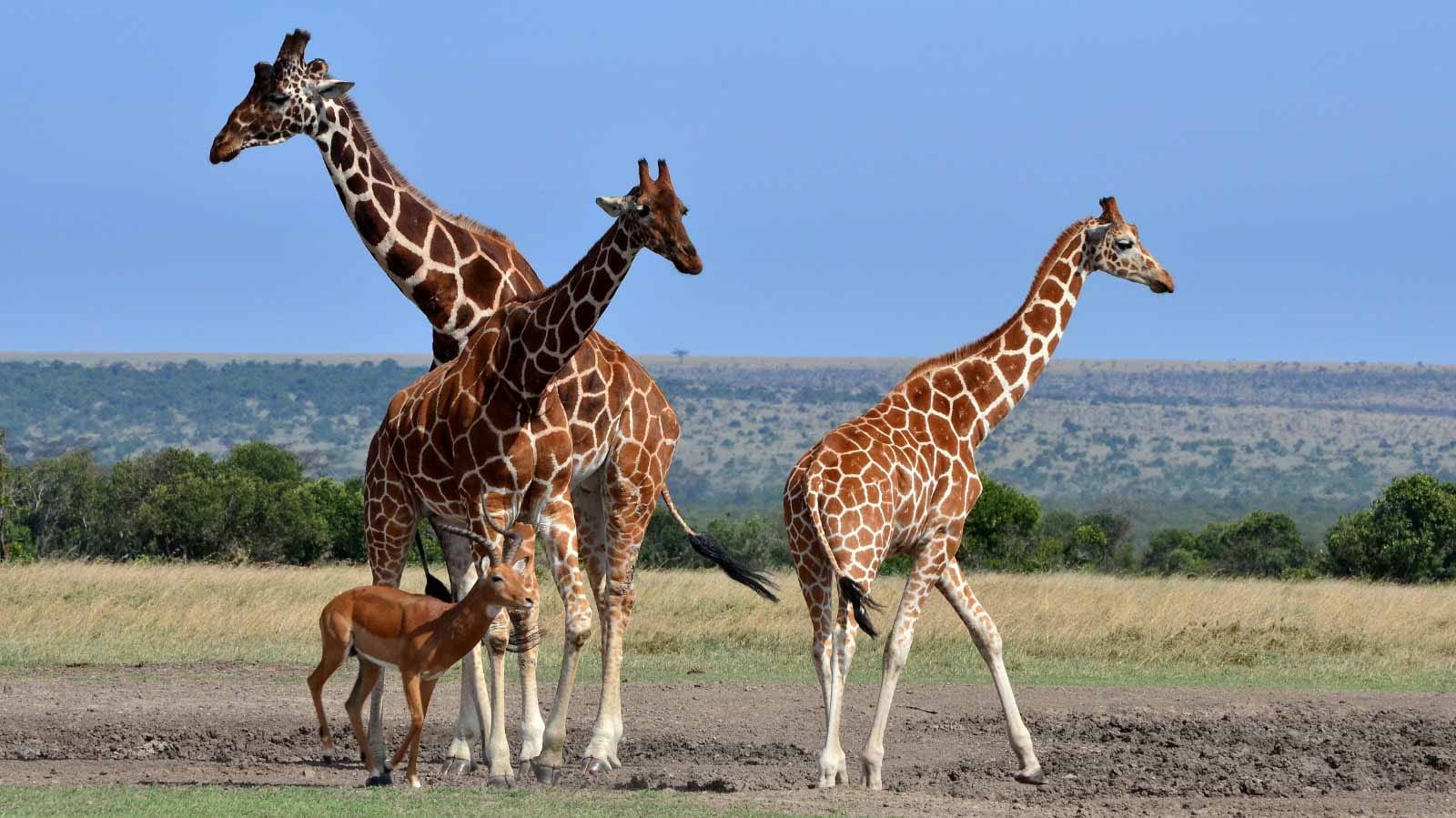 los_mejores_tours_en_kenia_jirafas