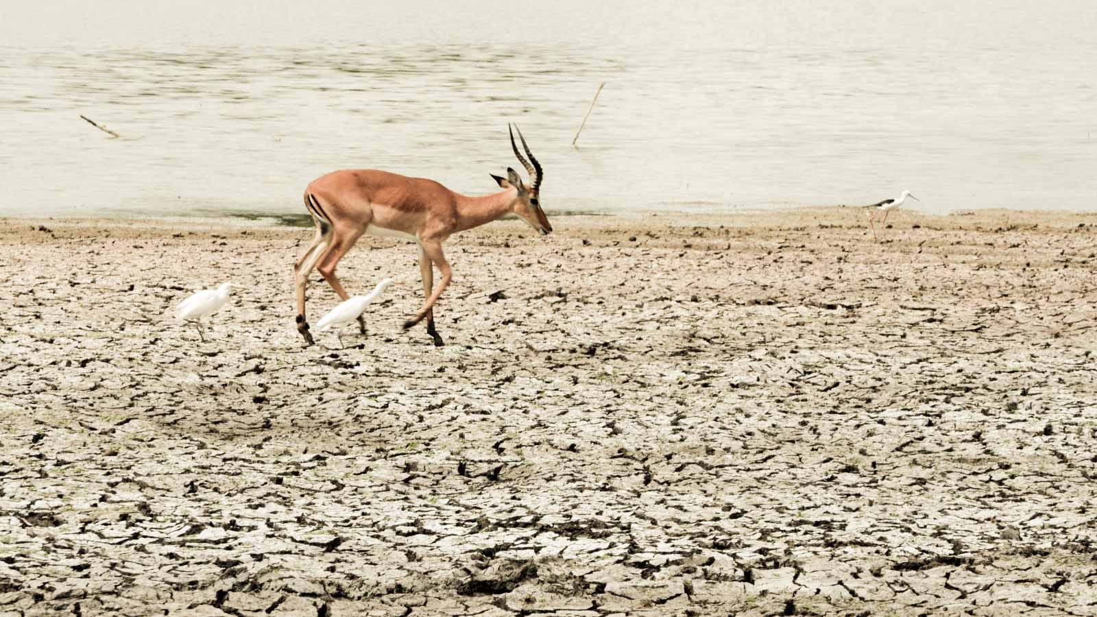 lago_de_kenia_naivasha._samaki_safaris
