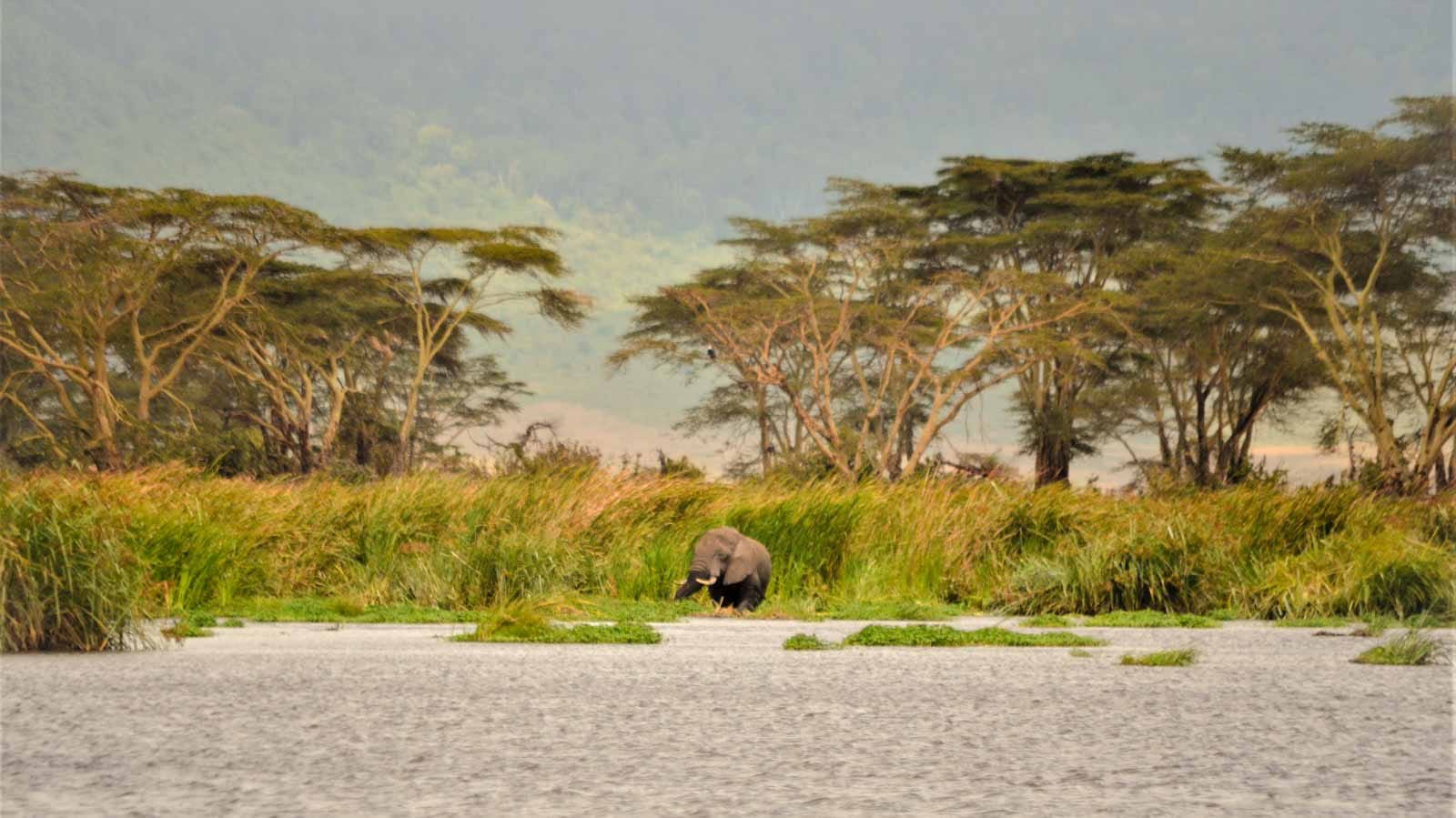 lagos_del_crater_del_ngorongoro_elefante