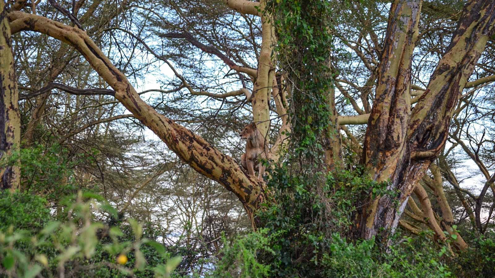 leon_en_un_safari_en_nakuru_kenia