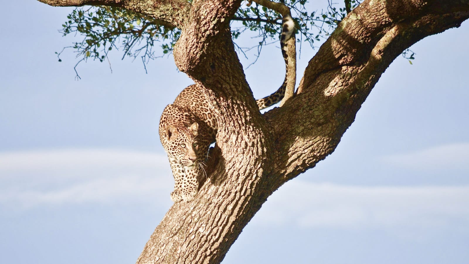 leopardo_en_un_safari_naboisho