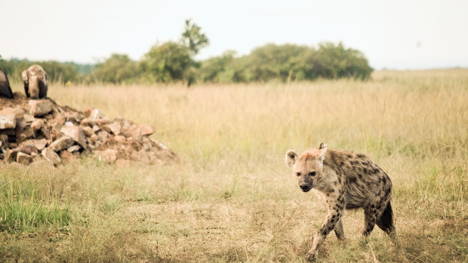 mejor_safari_en_kenia_hiena