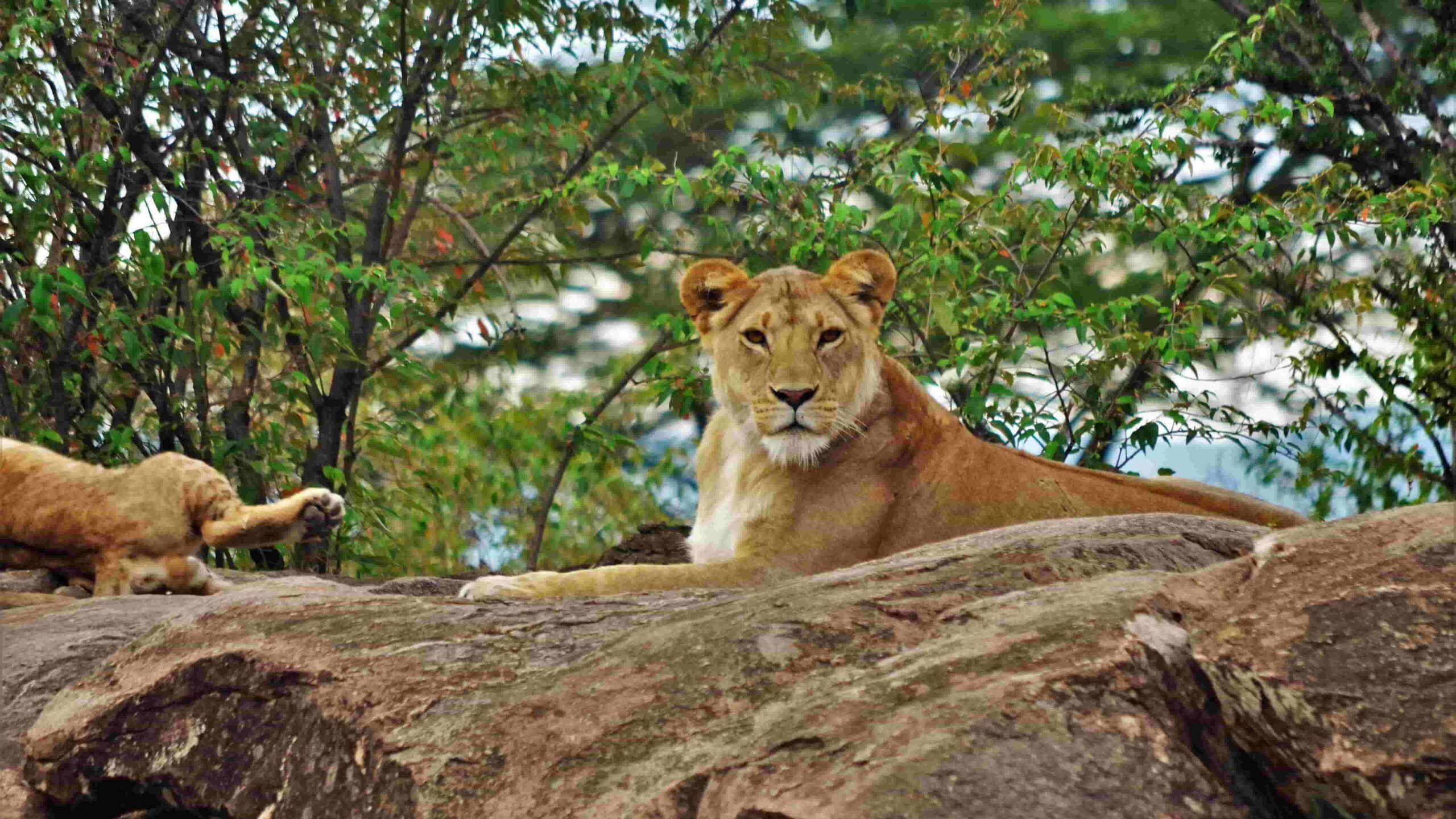 naboisho_leones