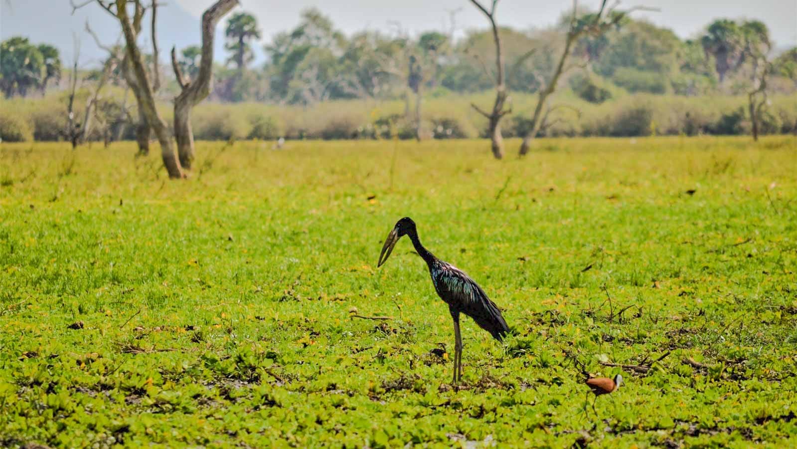 naivasha_national_park
