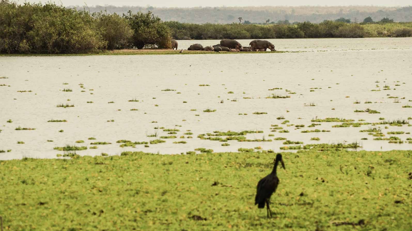 naivasha_safari_kenia