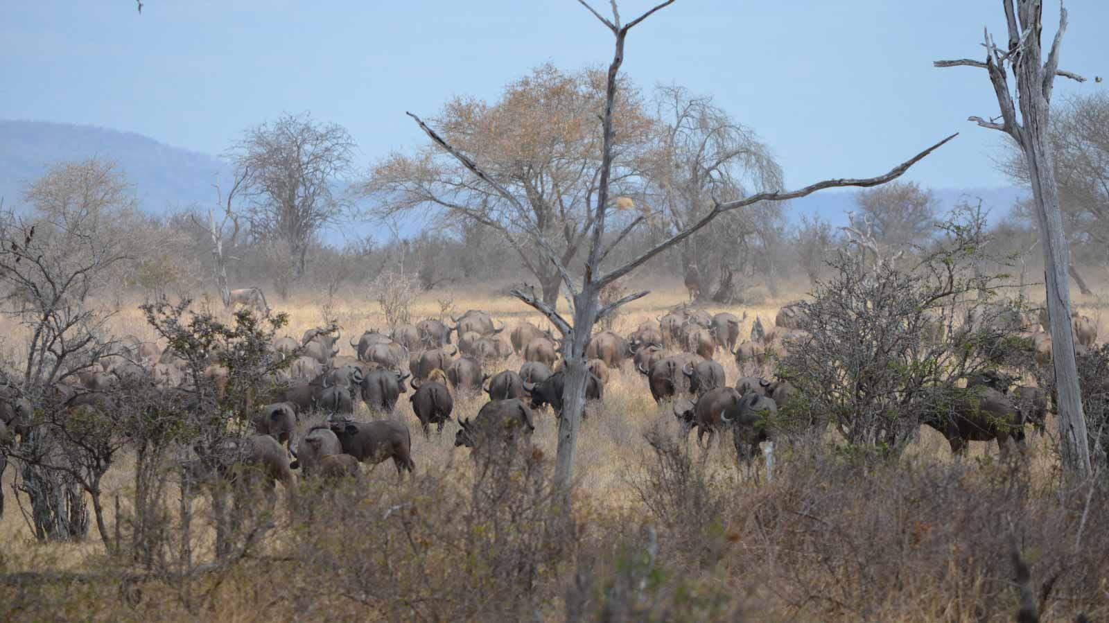 nyerere_national_park_selous