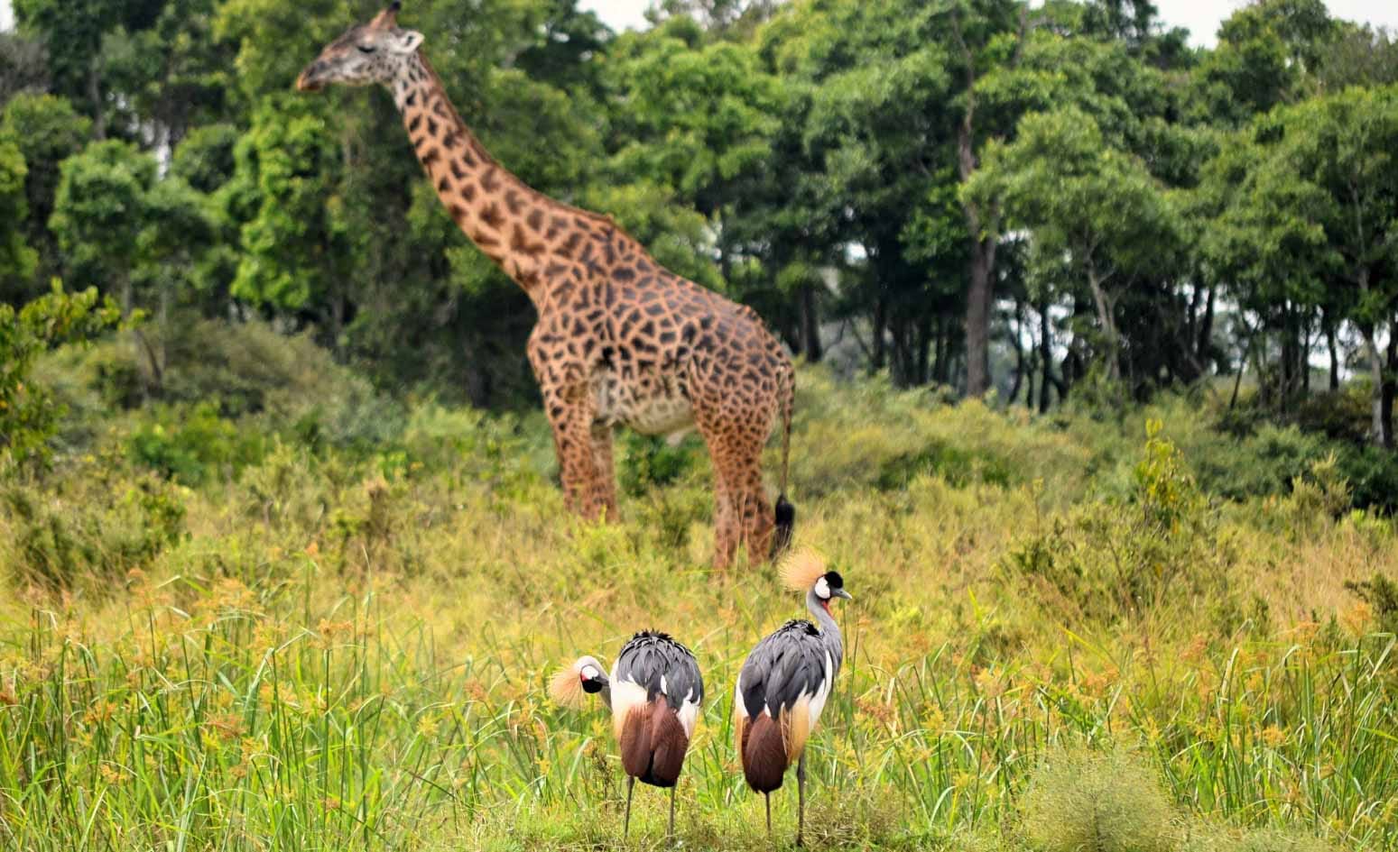 Jirafa_ Mara Triangle_Kenia
