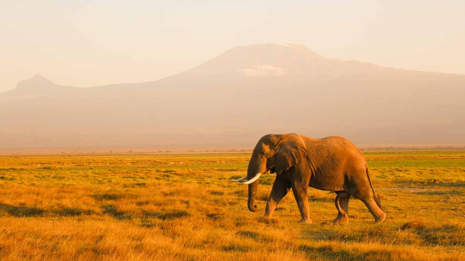 safari en Amboseli_elefante