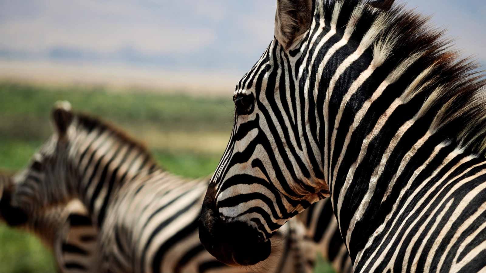 safari_en_manyara_tanzania_cebras
