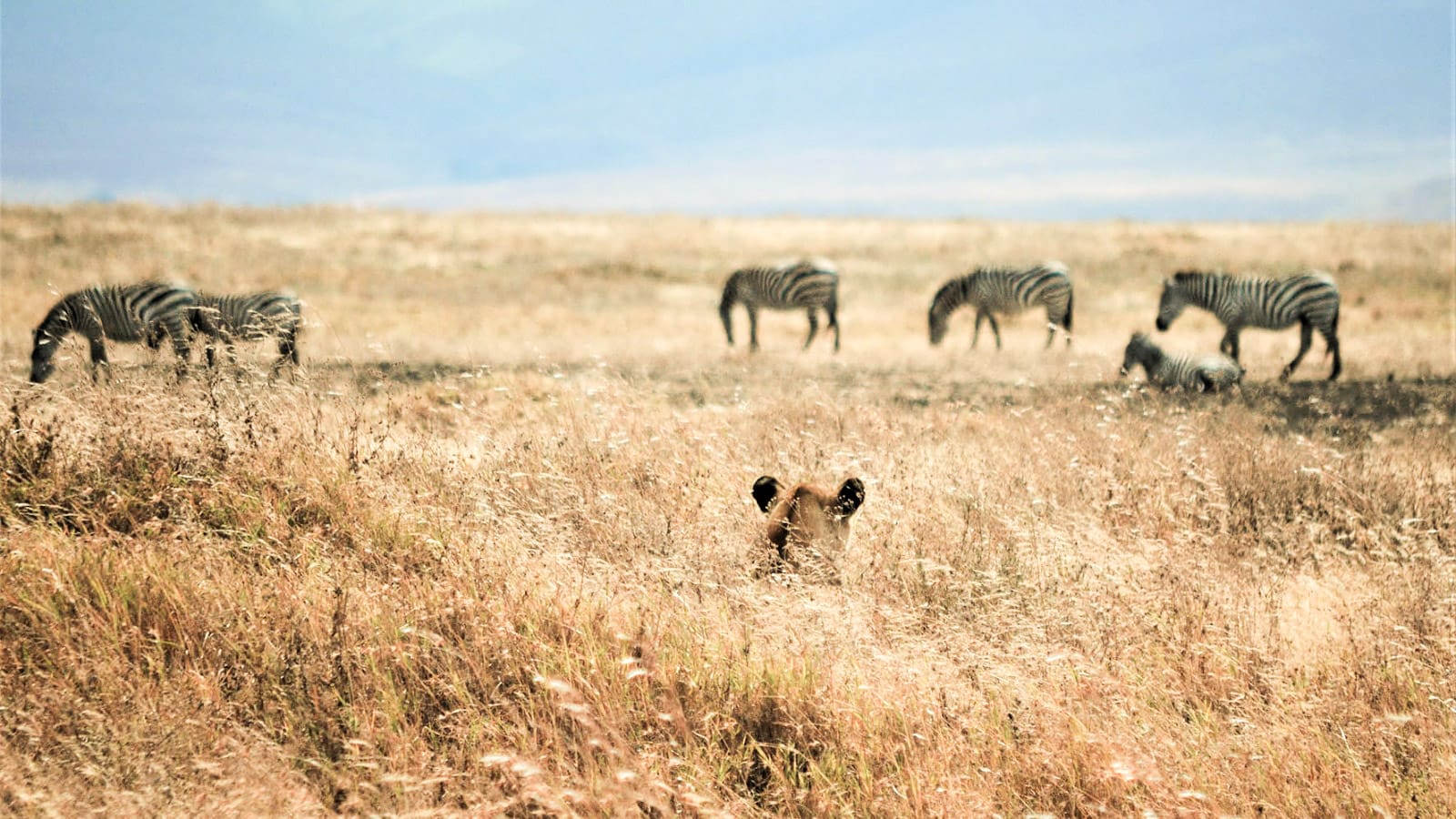 safari_en_el_ngorongoro_leon_cebras_low