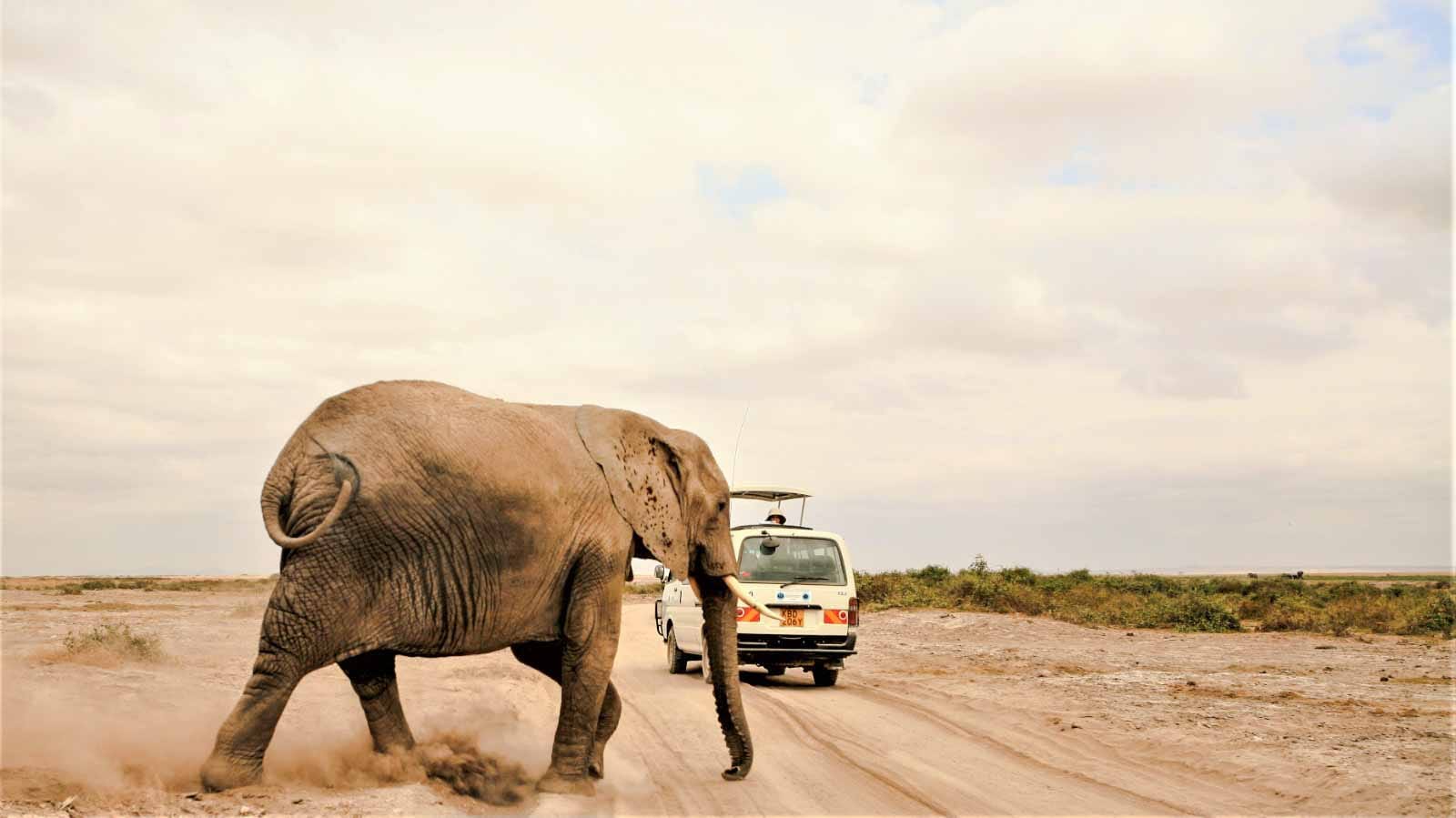 elefante_en_el_kilimanjaro_amboseli
