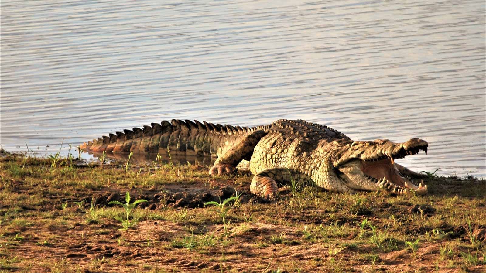 safari_en_el_parque_de_nyerere_cocodrilo